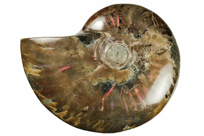 Red Flash Ammonite Fossil - Madagascar #187337